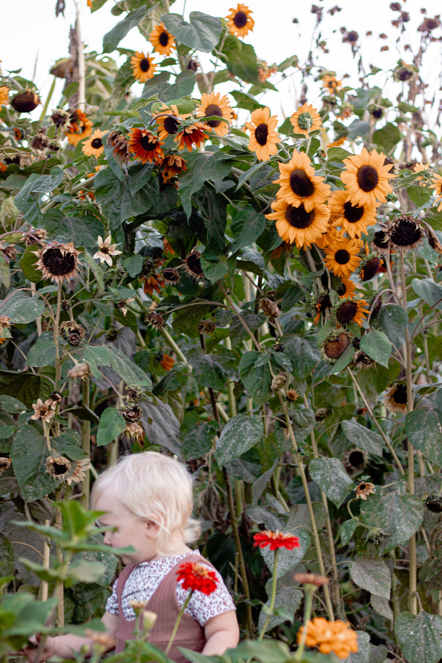 Fall Mini Photoshoot
